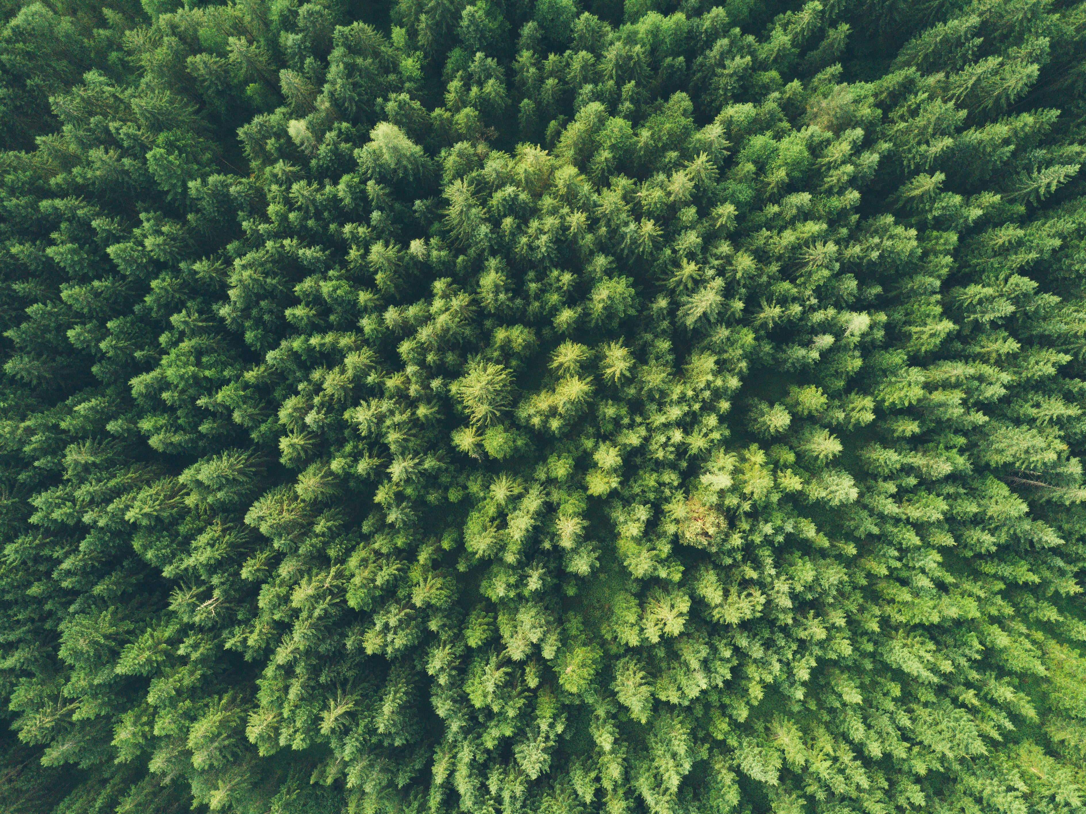 Photo by John O Nolan from Unsplash
Forest trees from above